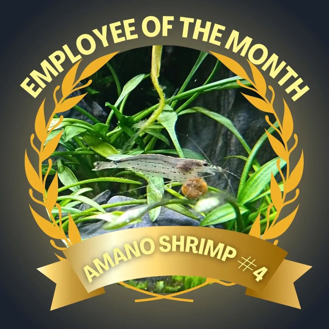 🌟 Meet our star employee of the month, the Amano Shrimp! 🦐 They're the unsung heroes of our aquarium, keeping it spotless. Hardworking and algae-eating champions! 🌿💪 #EmployeeOfTheMonth #AmanoShrimp #shrimp #AlgaeEaters #aquarium #aquariummainten