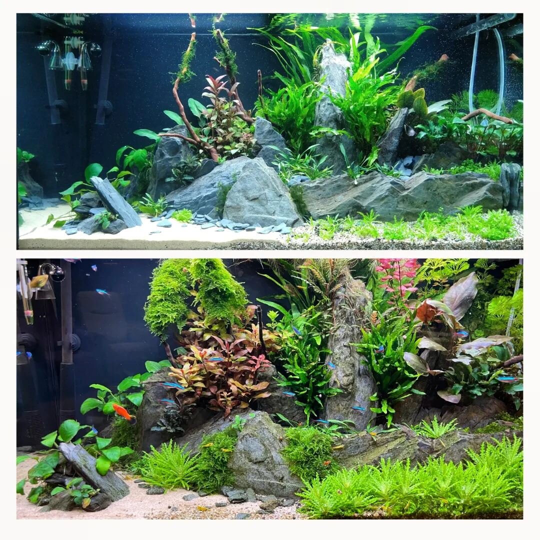 3 months of plant growth. 
From a new setup to a well grown in tank still establishing.
Amazing to see how well the plants are doing and how the discoloring of the rocks give the mature natural look.
#aquarium #aquascape #plantedtank #wzcberkenhof #z
