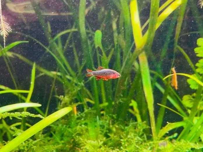 Galaxy Rasbora - Hemelse Pareldanio | Aquavidix | Aquarium lease