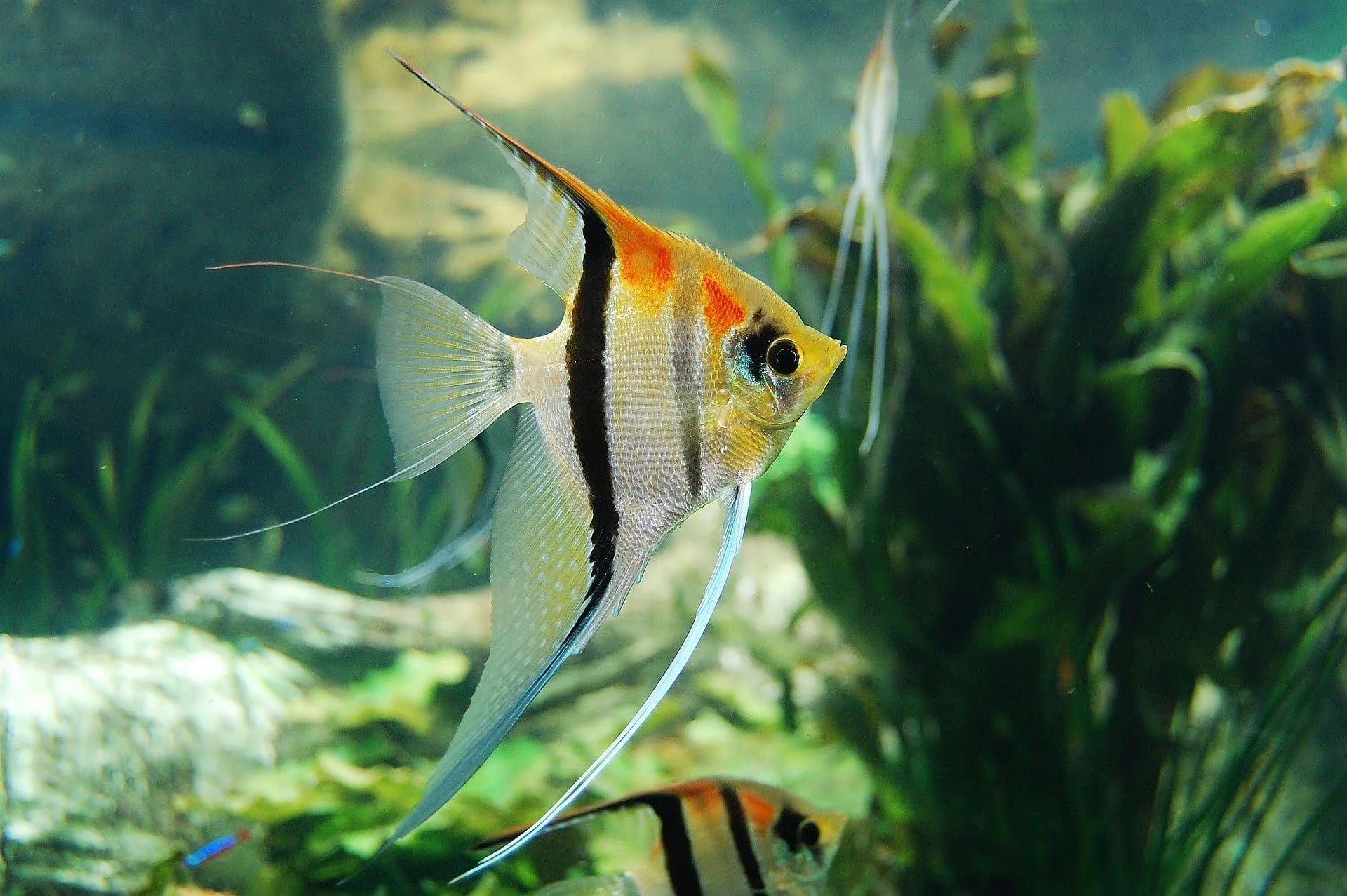 underwater-gb13a81f66_1920-min.jpg