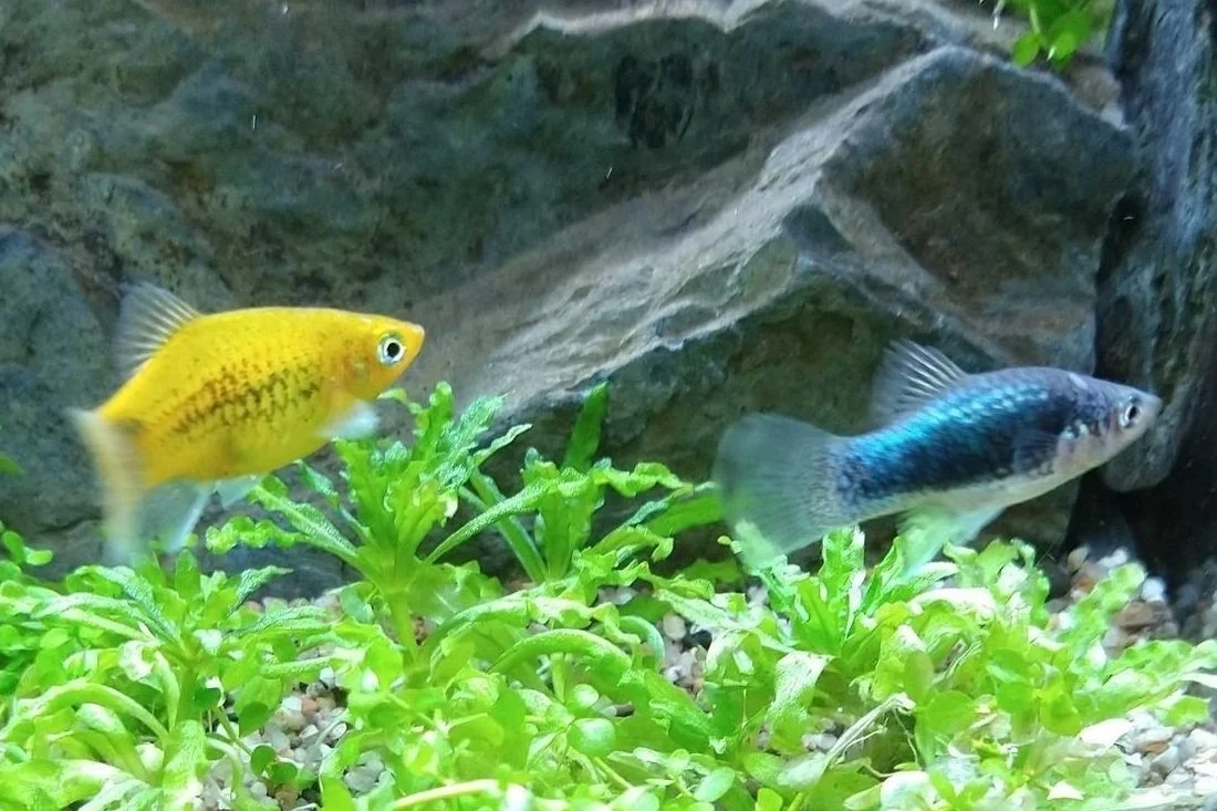 platy Xiphophorus variatus 5.jpg