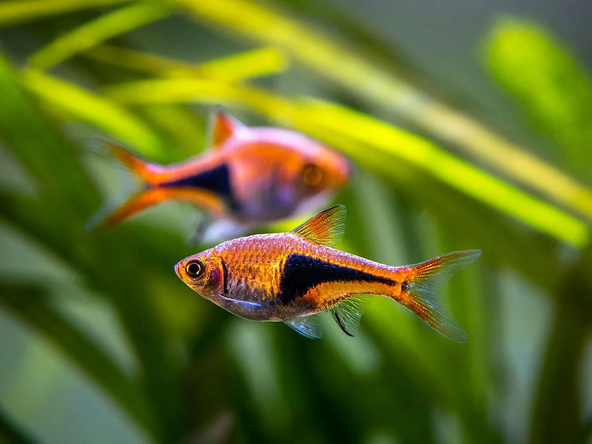 rasbora-arlequin-1.jpeg