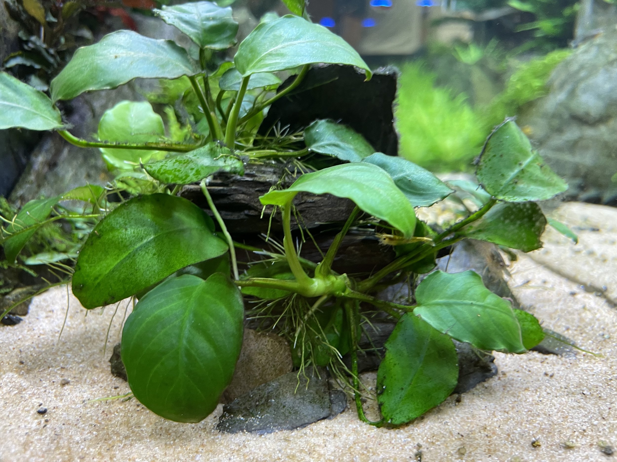 Anubias nana.jpeg