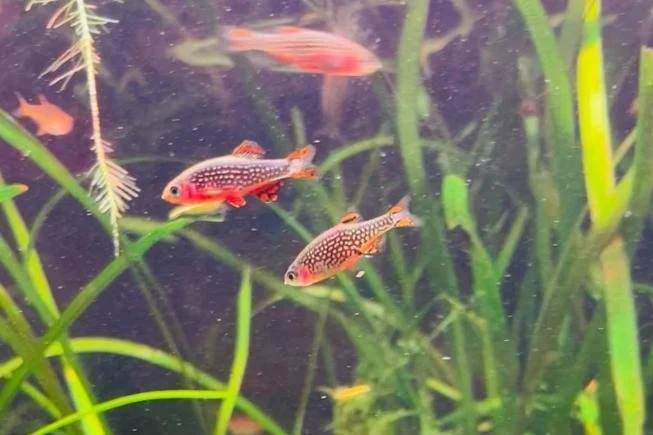 Galaxy Rasbora - Hemelse Pareldanio | Aquavidix | Aquarium lease