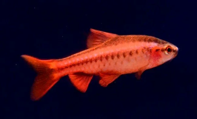 cherry barb.jpg