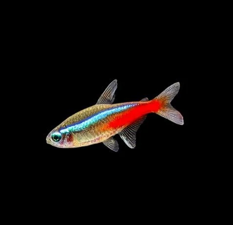 neontetra.jpg