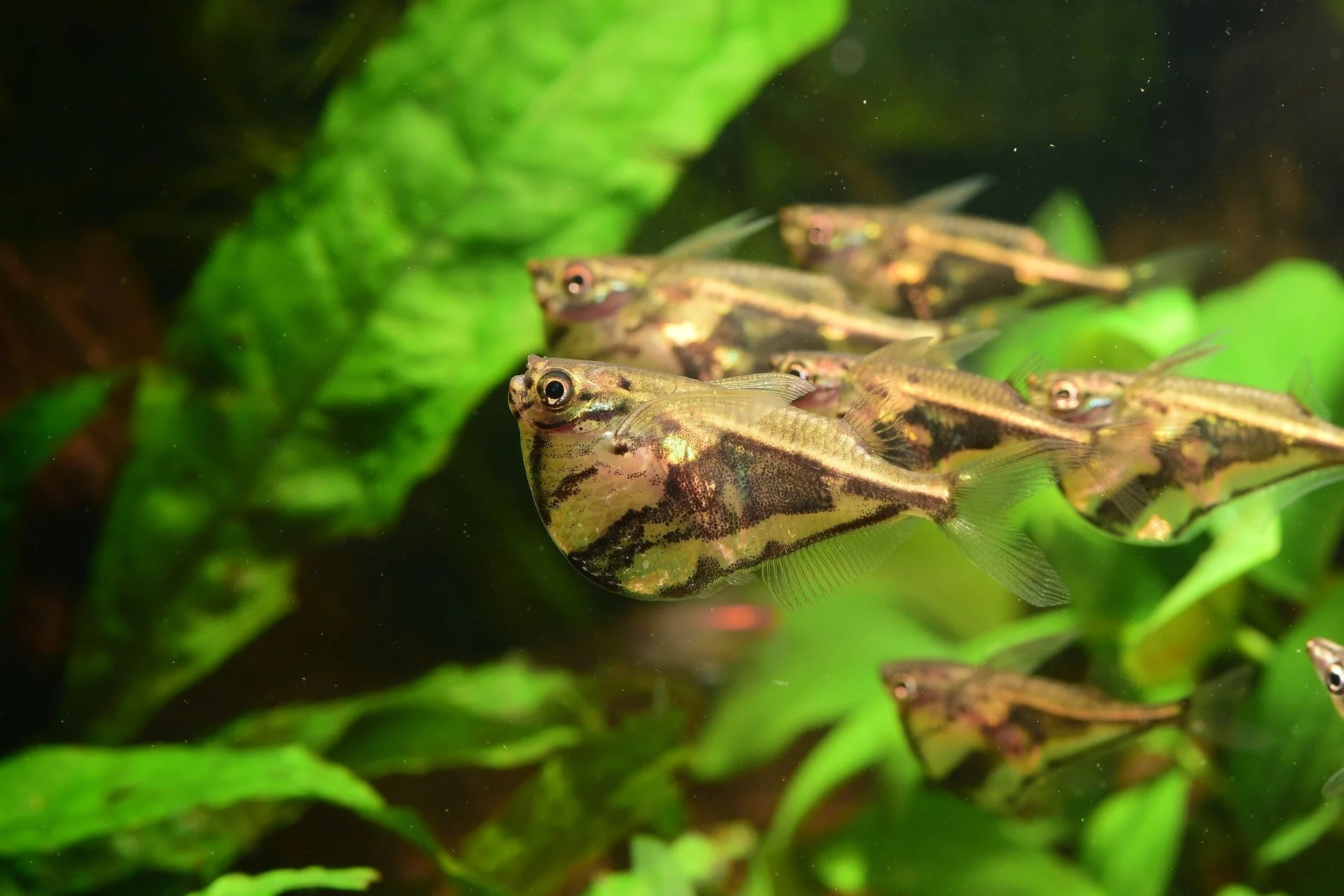 Carnegiella strigata marble hatchetfish bijlzalm.jpg