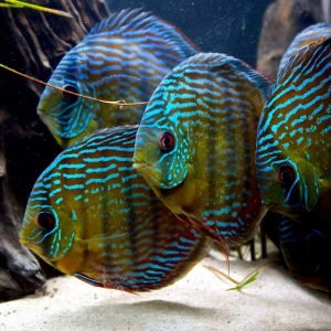 discus.jpg