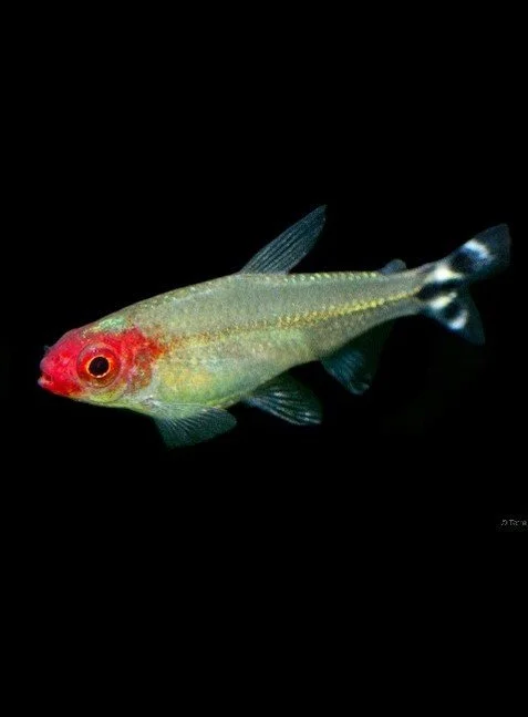 Rommynosetetra.jpg