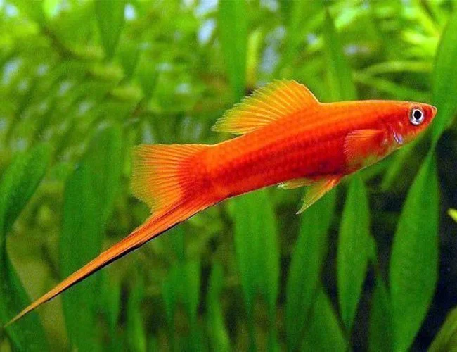 Red-Velvet-Swordtail-zwaarddrager.jpg