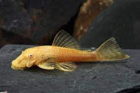 Albino borstelneus - bristlenose placo.jpg