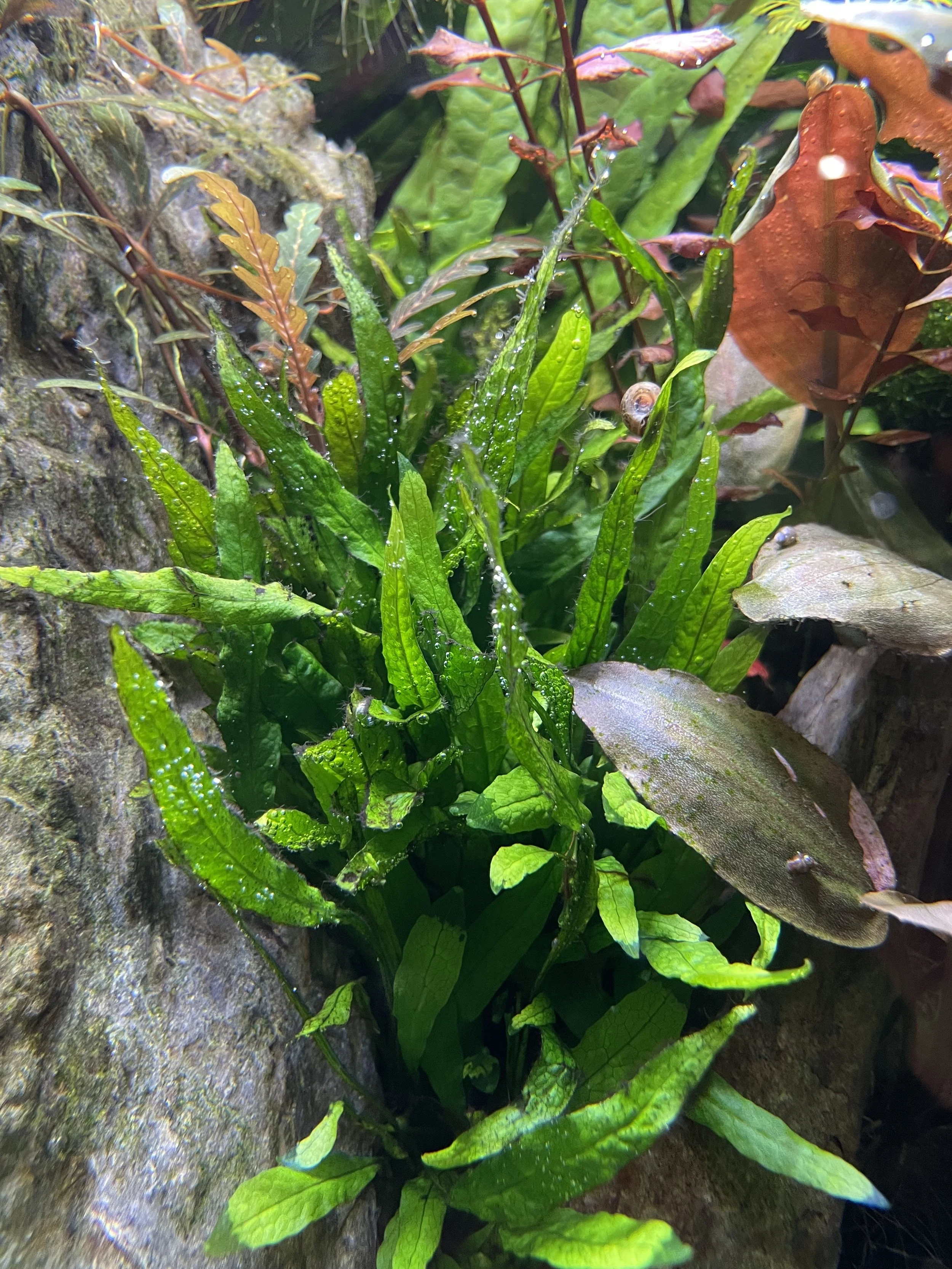 dwerg javavaren.jpeg