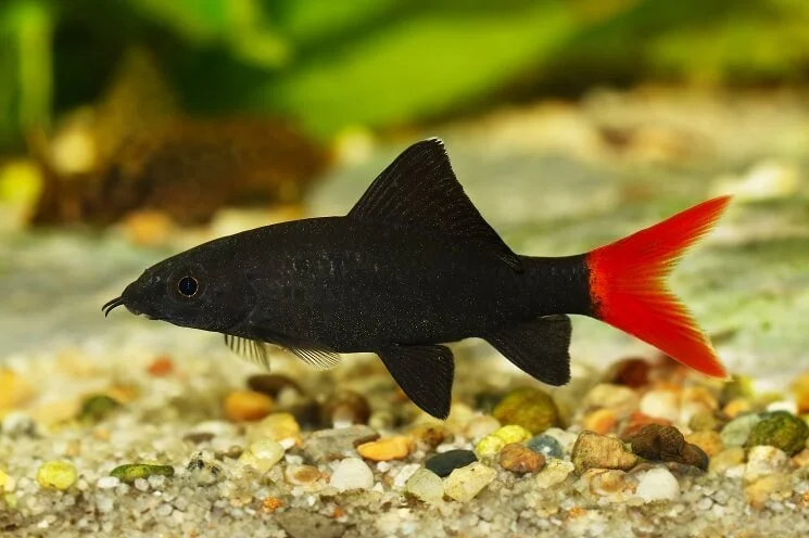 Epalzeorhynchos-bicolor-Close-Up.jpg