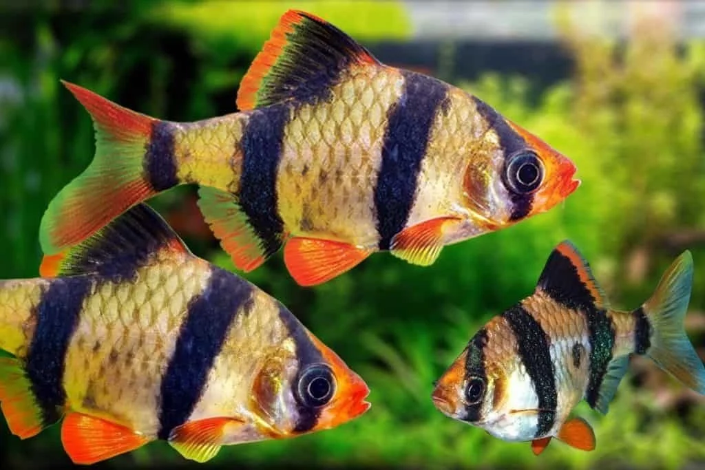 Tijger barbeel Tiger Barb.jpg