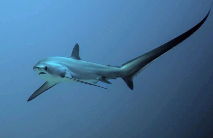 Philippines Shark Expedition