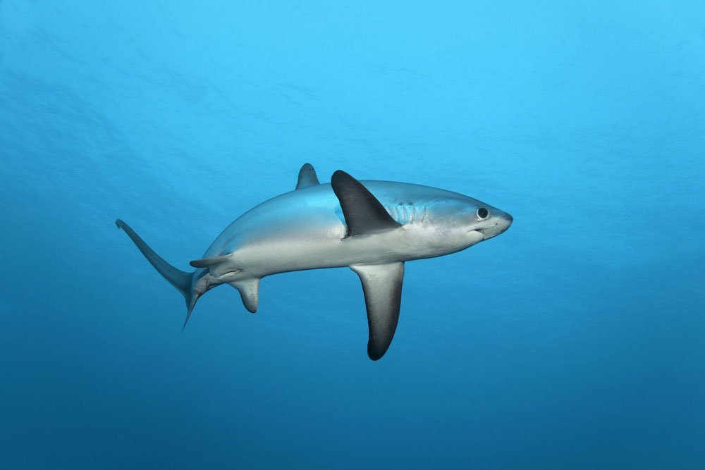 MALAPASCUA, PHILIPPINES - SHARK EXPEDITION