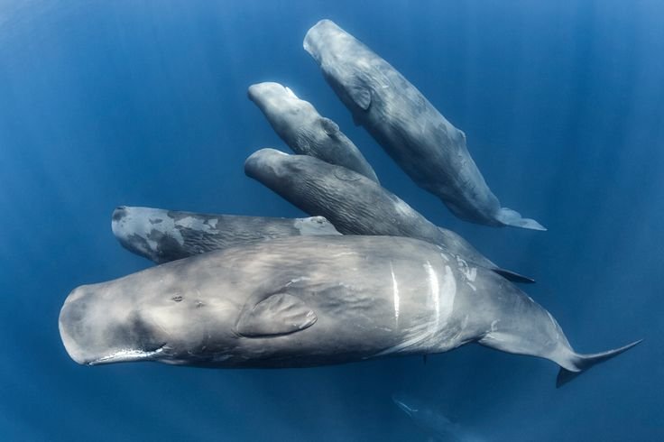 MAURITIUS - THE ULTIMATE SPERM WHALE EXPERIENCE