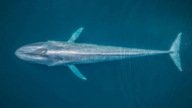 ALOR, INDONESIA- BLUE WHALE MIGRATION