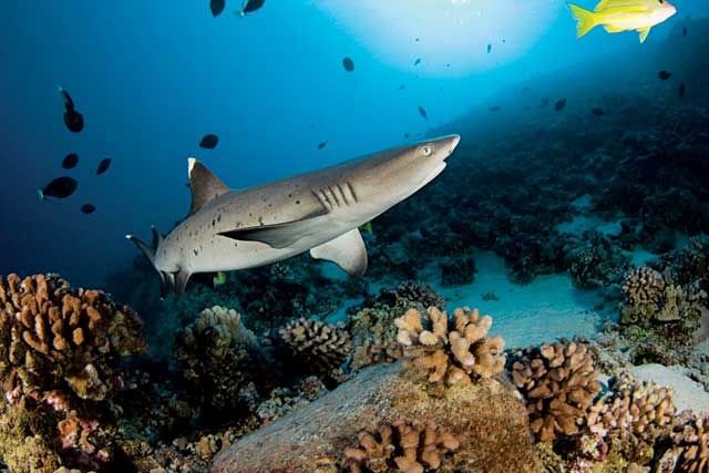 MALDIVES: NORTH ARI ADVENTURE