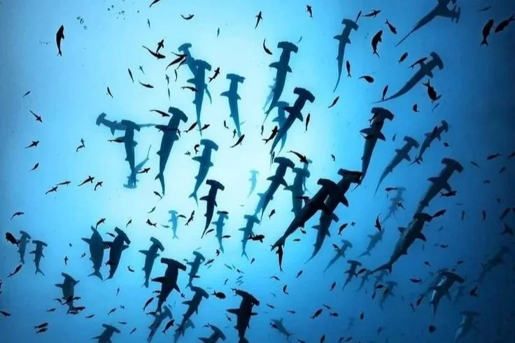 JAPAN – HAMMERHEAD SHARK EXPEDITION