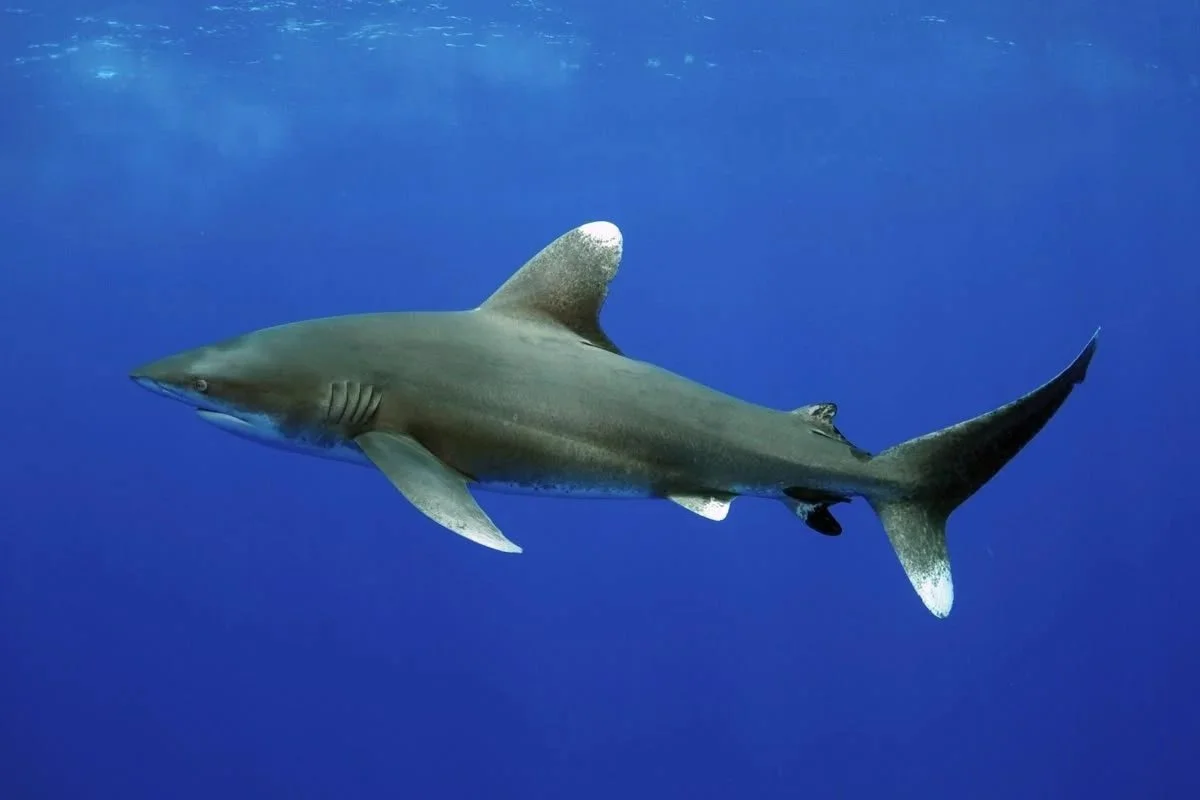 BEST OF RED SEA – PELAGIC EXPEDITION