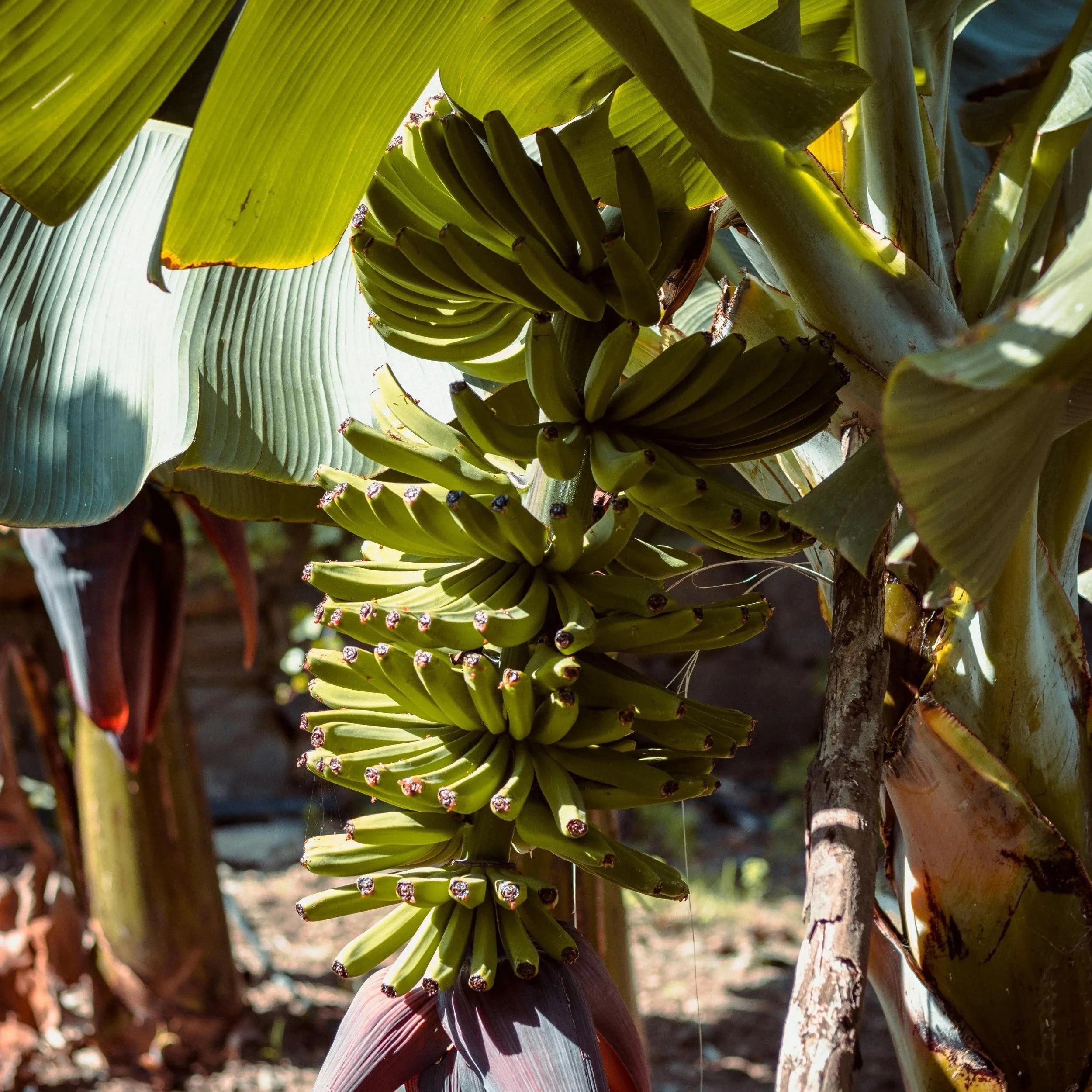 Banana tree with bananas in it