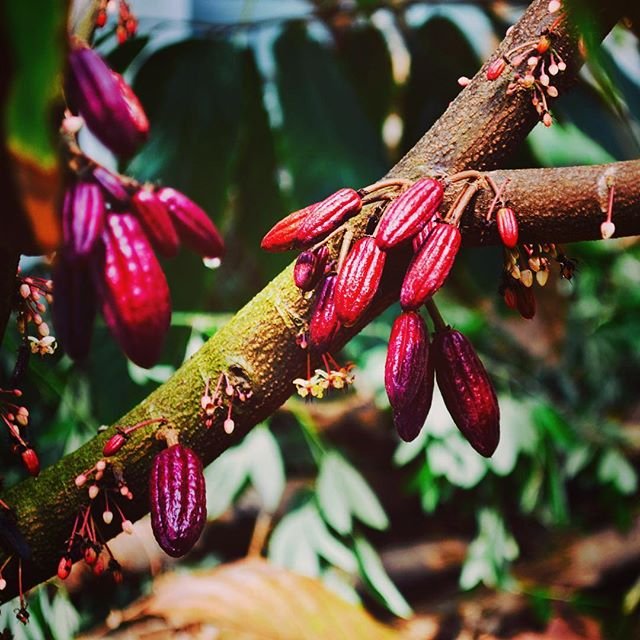 10. Cocoa Tree dripping With Pods (2).jpg