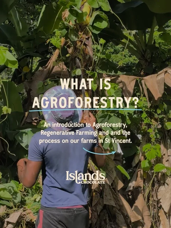 🌳 REGENERATIVE AGROFORESTRY FARMING 🌳

On our cocoa farms in St. Vincent, we grow more than just cacao, we grow biodiversity with our agroforestry farming practices.

🌳 But what is agroforestry?

It&rsquo;s a regenerative farming system where coco