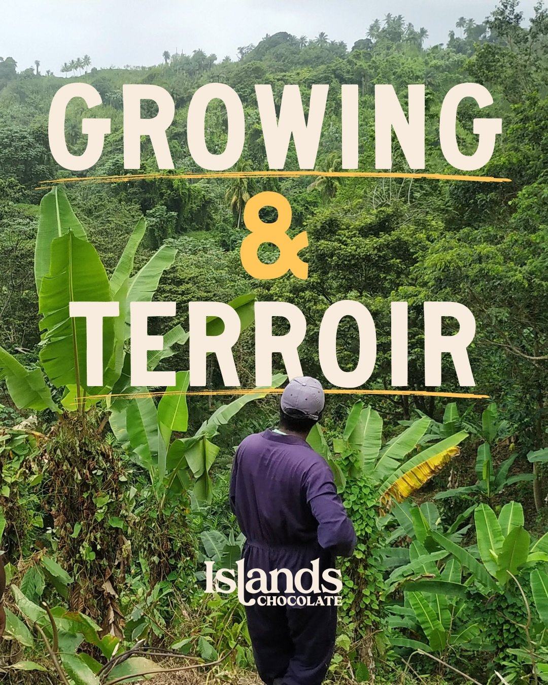 Growing &amp; Terroir: Where Flavour Begins ✨

Ever wondered how our chocolate gets that bright, fruity flavour?

It all starts on the farm. 🍃

Chocolate begins life as a fruit: a colourful cacao pod packed with seeds that will become cocoa beans. E
