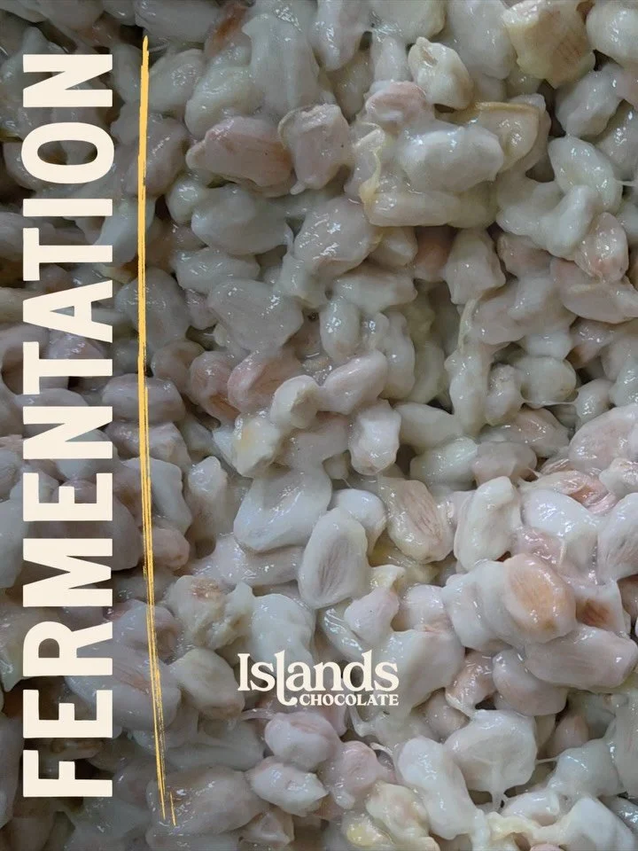 SOUND UP - We&rsquo;re talking Fermentation! 📣 

What do coffee, kombucha, kimchi, kefir&hellip; and cocoa all have in common? Fermentation.
And when it comes to chocolate, this is where ALL the flavour takes off ✨

If you&rsquo;ve ever wondered why