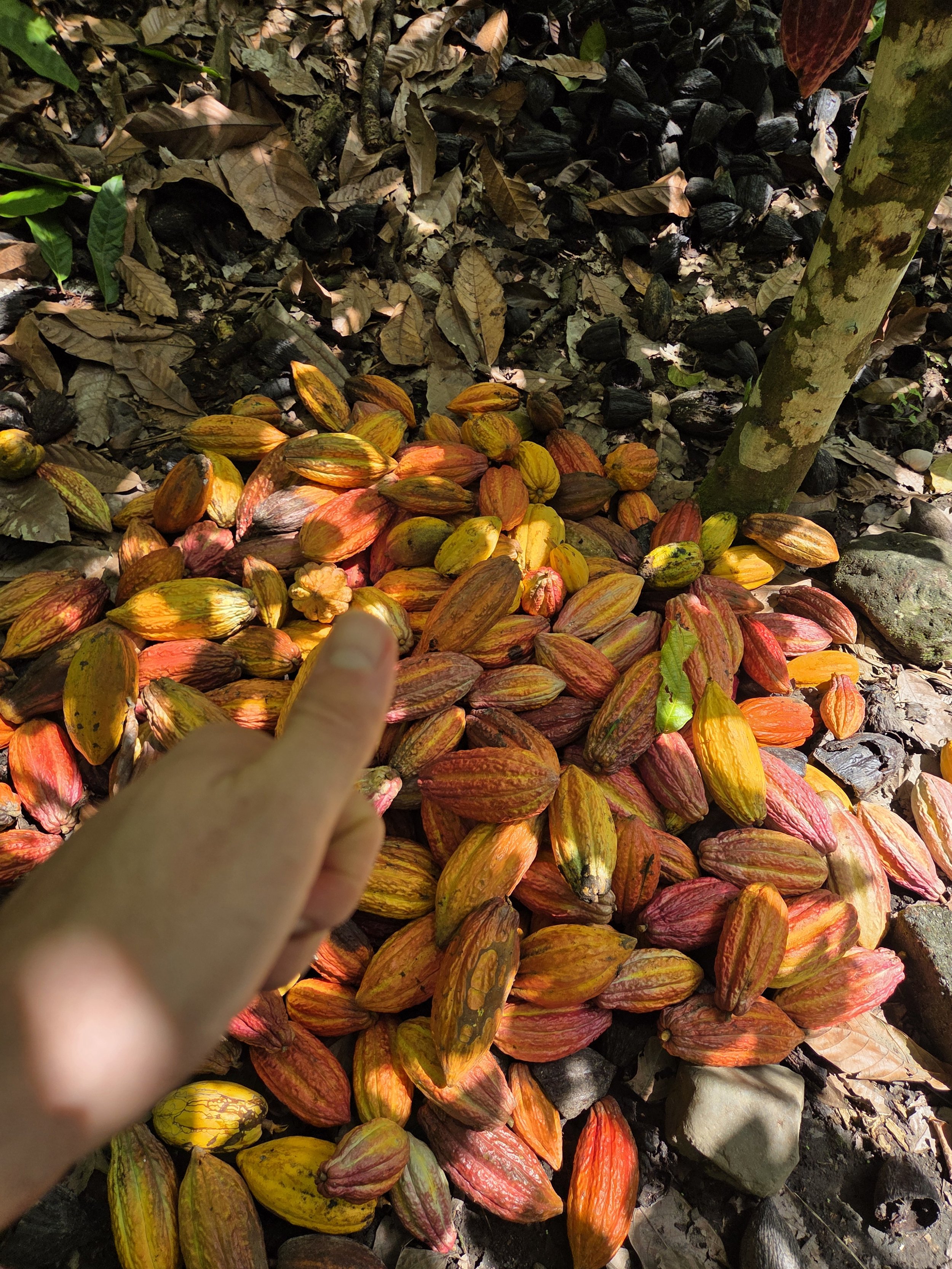 Caribbean cocoa pods on the floor with a thumbs up