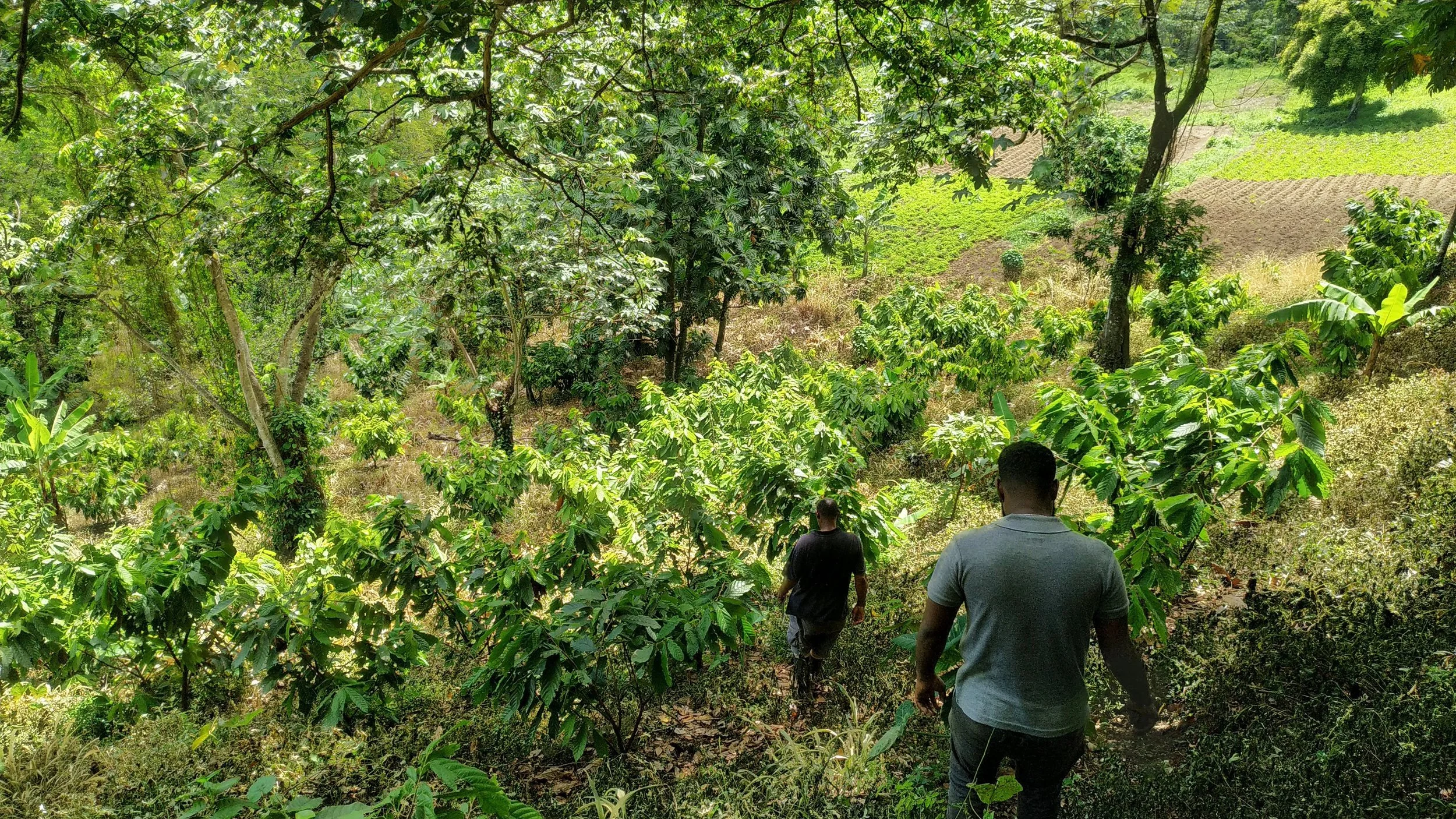 Islands Chocolate Cocoa Farms