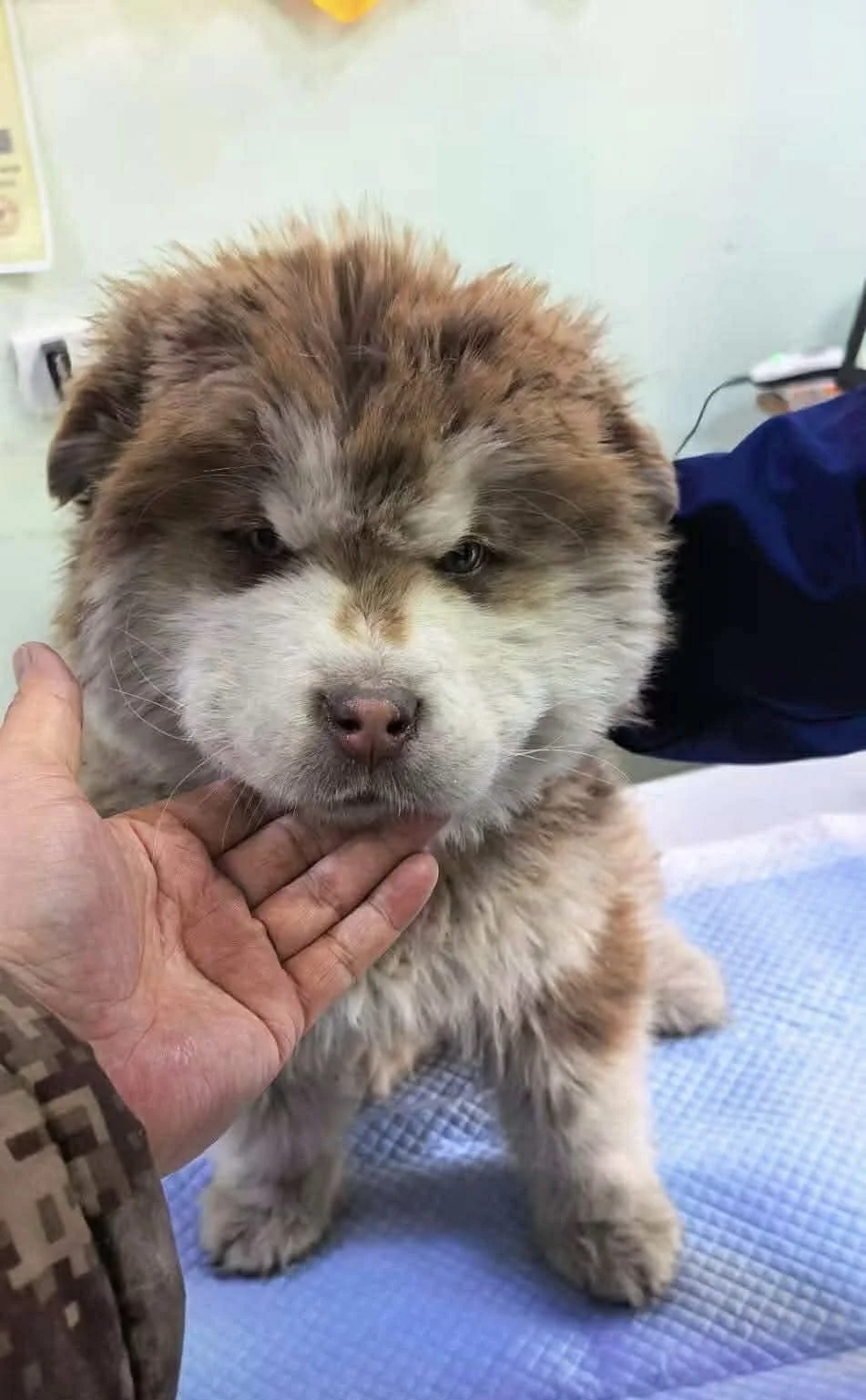 Mr G rescues malamute pup 😭