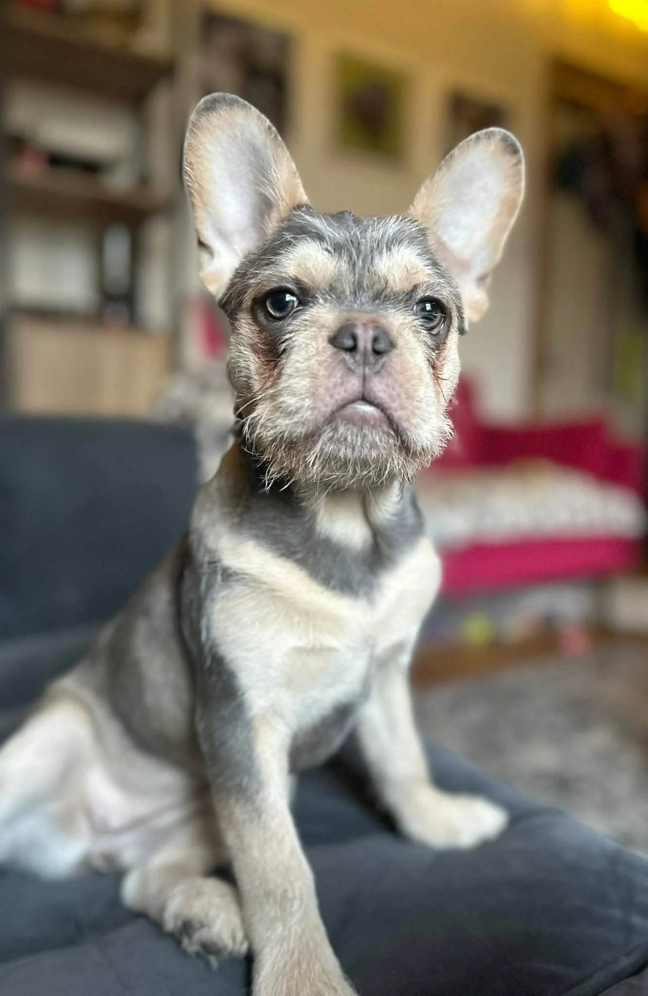 Robyn’s Happy Ever After 🐾♥️