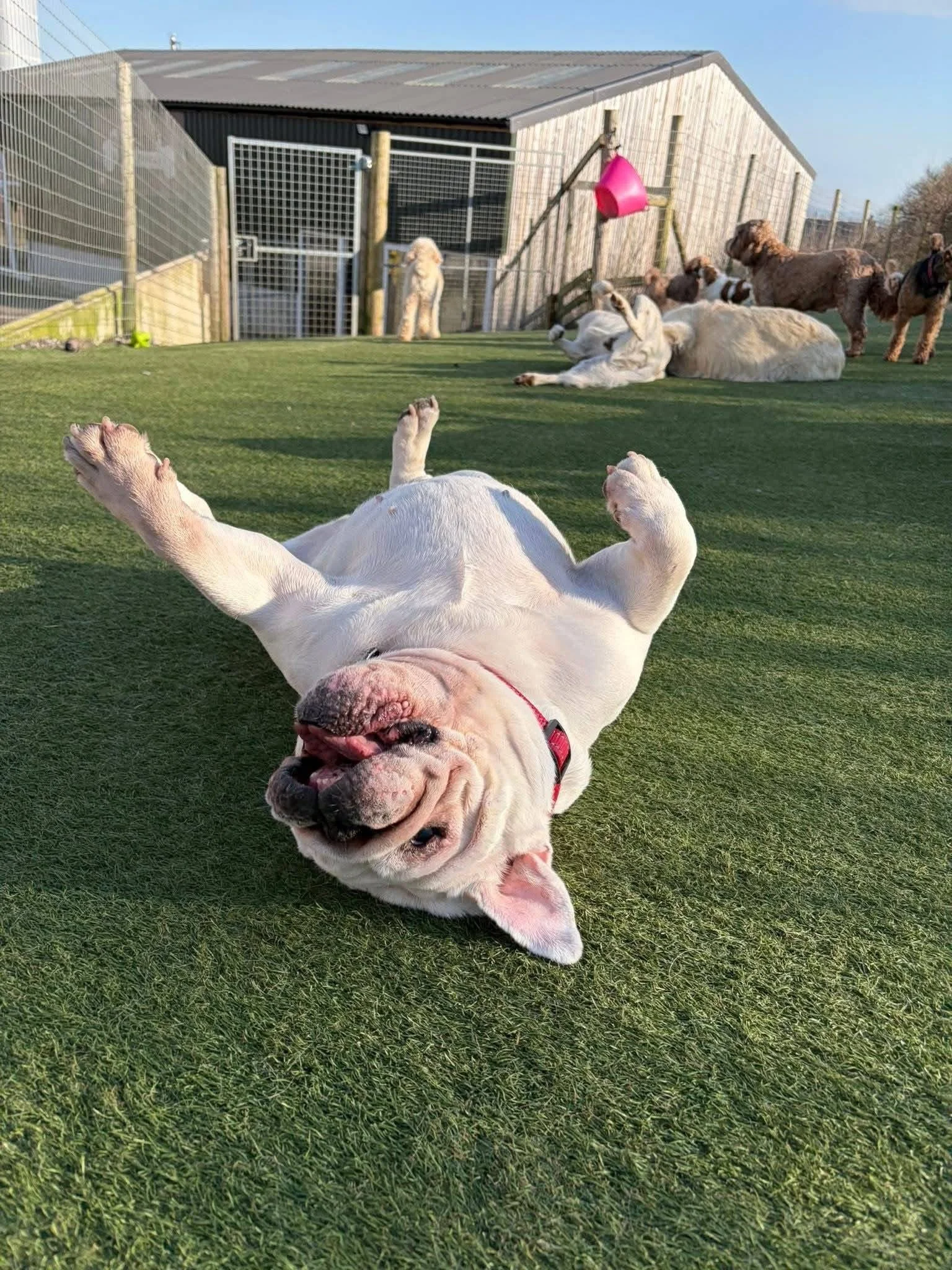 Lilly Loving Life 🐶♥️