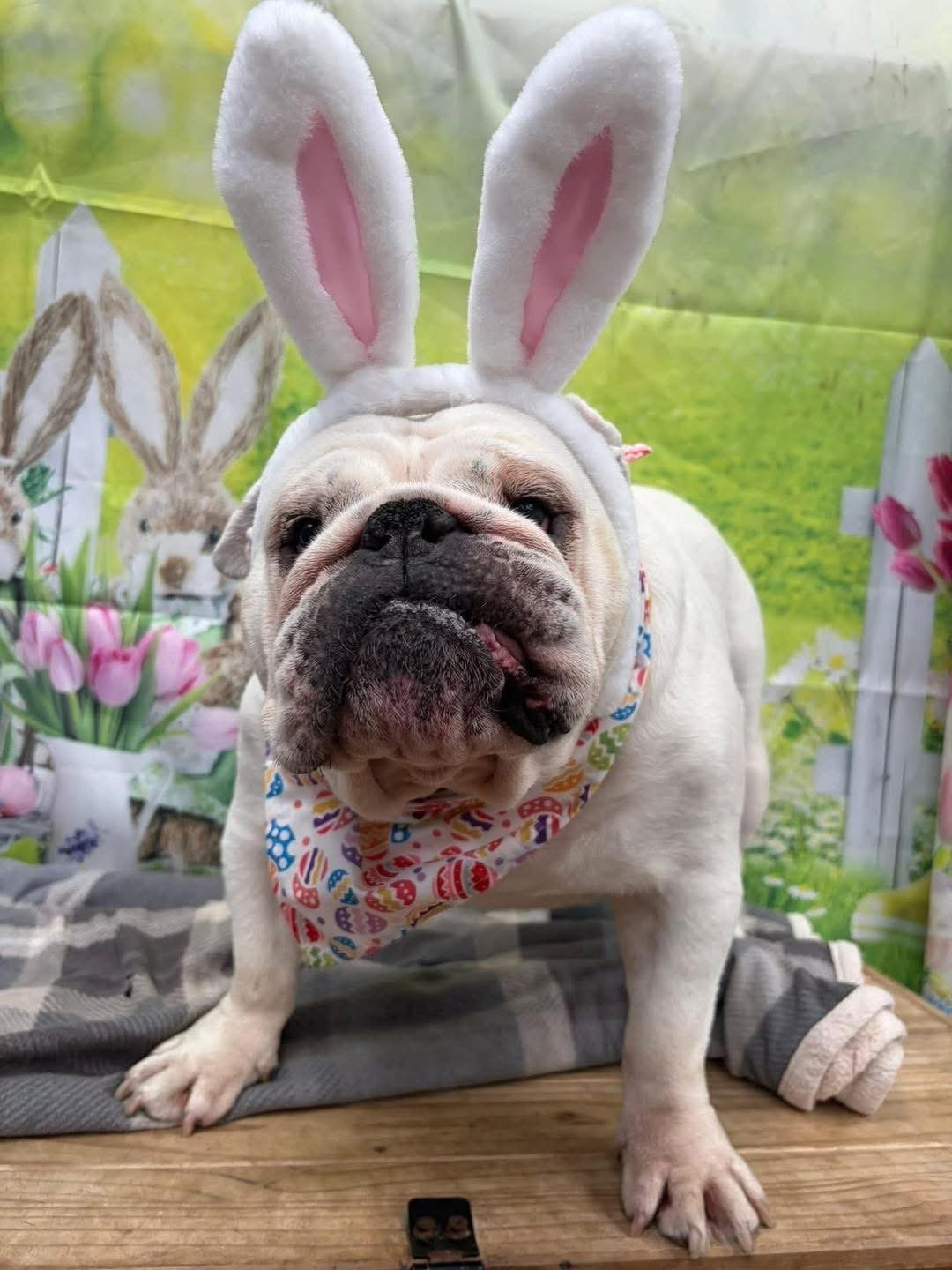 Happy Easter 🐣 