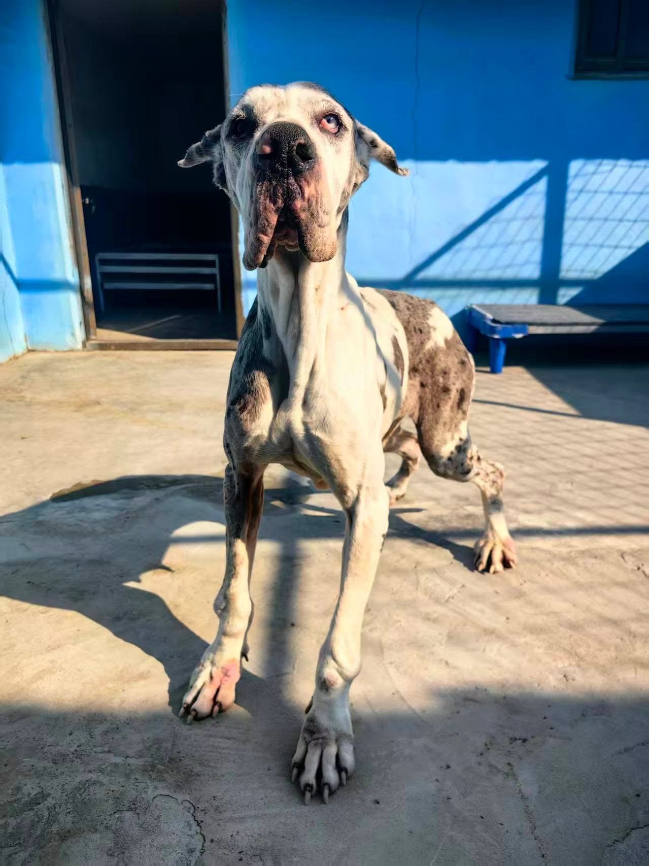 Our Beautiful Dane Dolly 