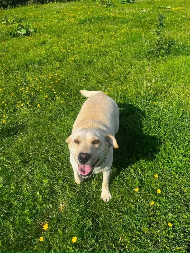 Lacey ♥️