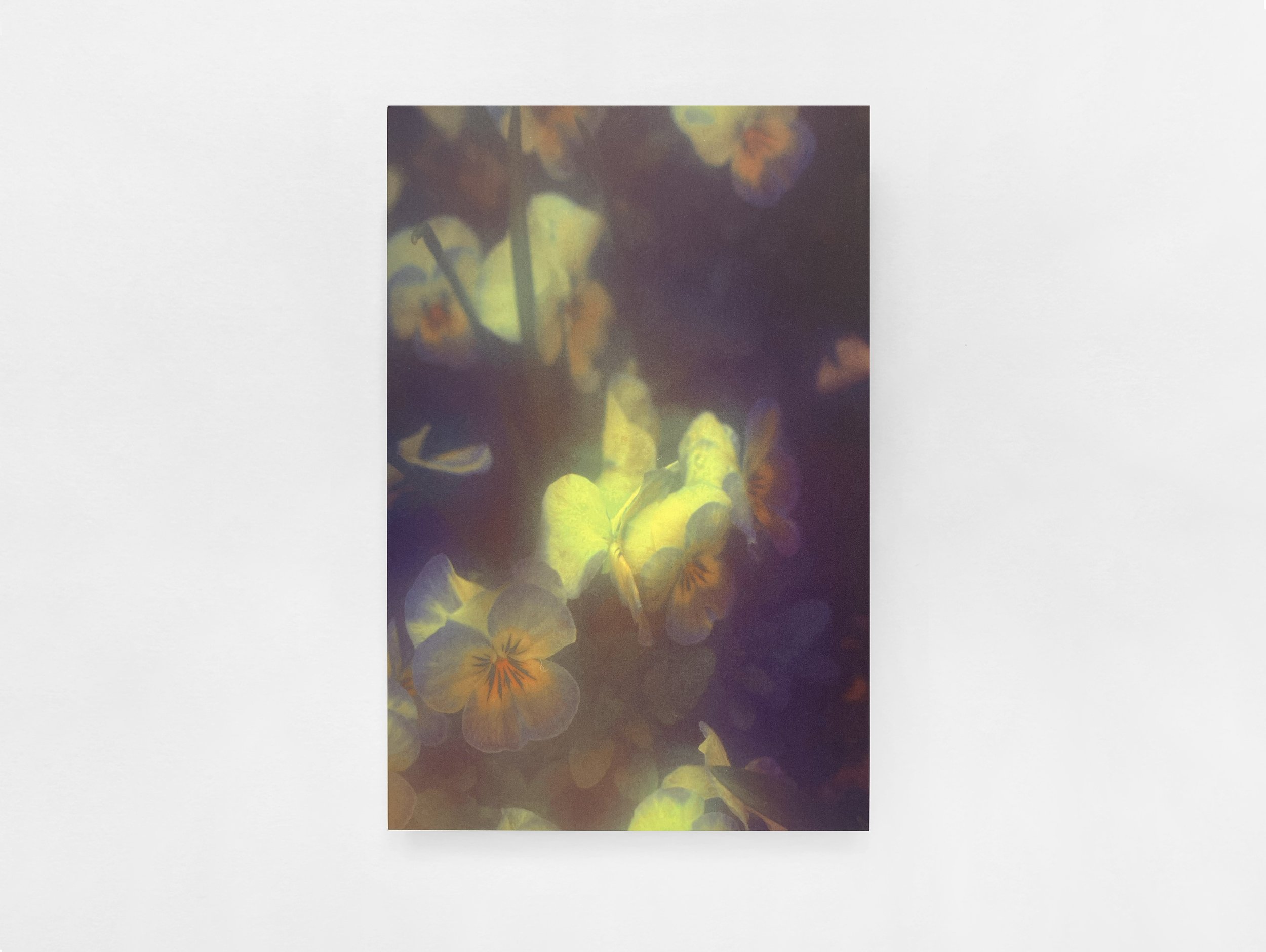 Prints /  The Autumns of Spring by Jordan Sullivan (11-15)
