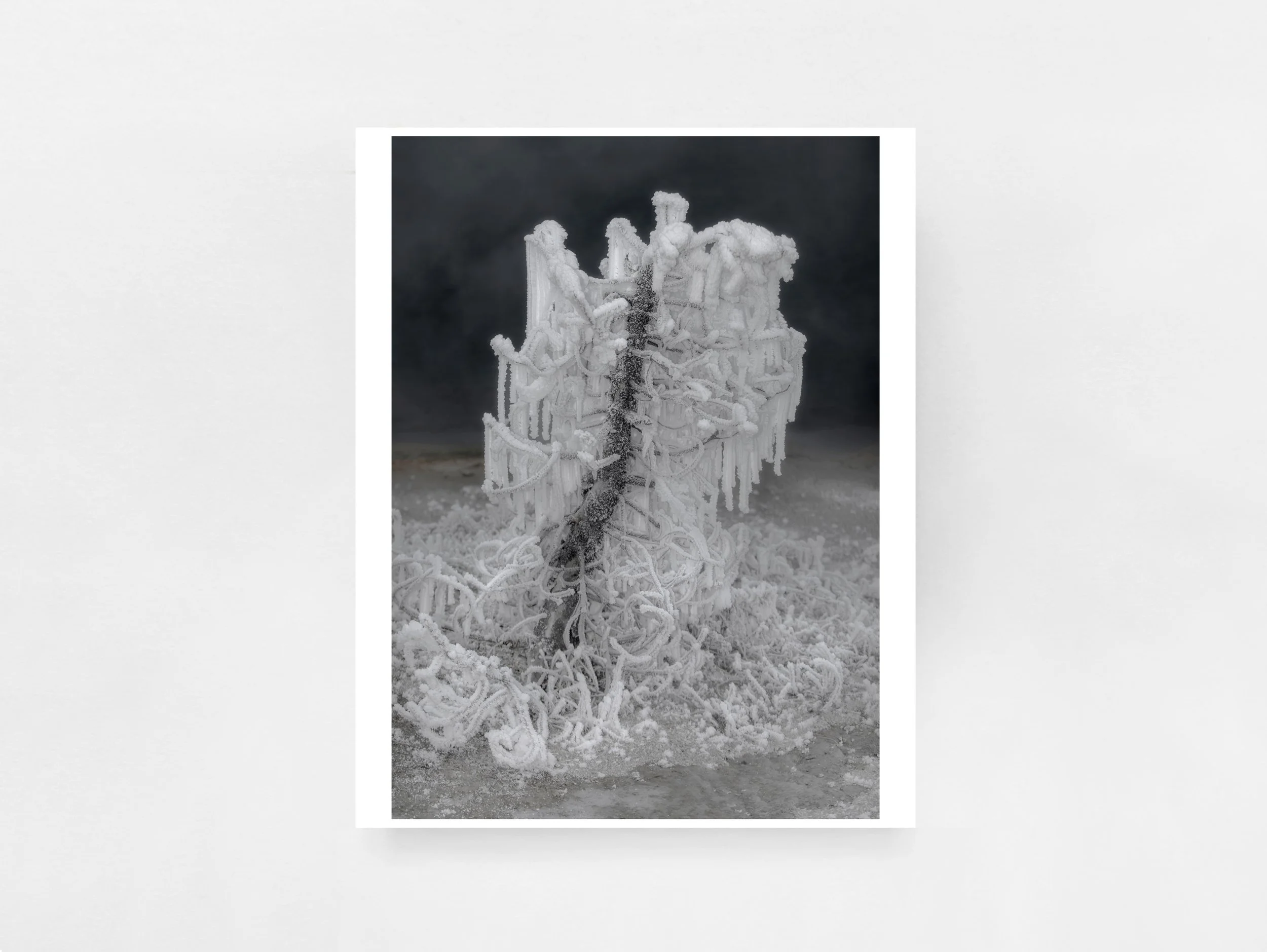 Strange Nature by Delaney Allen (Special Edition with Print)