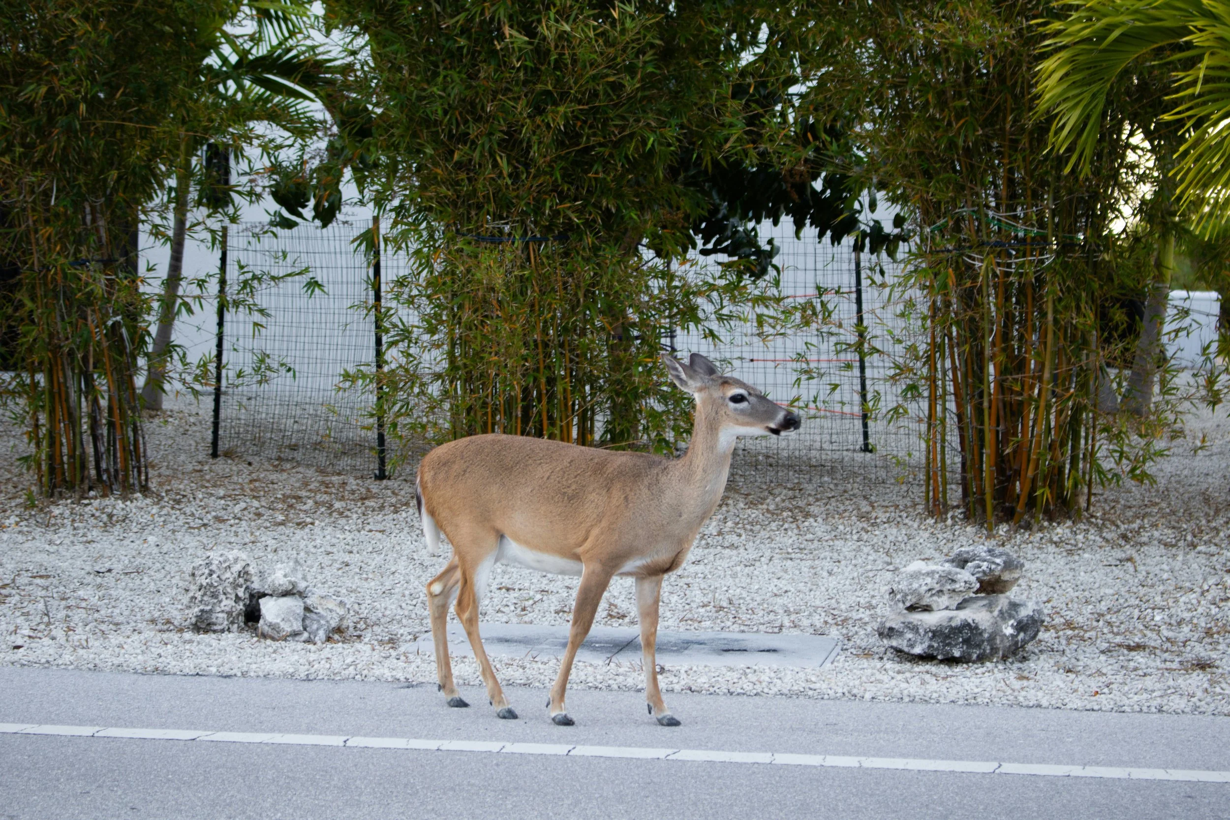 The Consequences of Expiration: Big Pine Key’s Habitat Conservation Plan