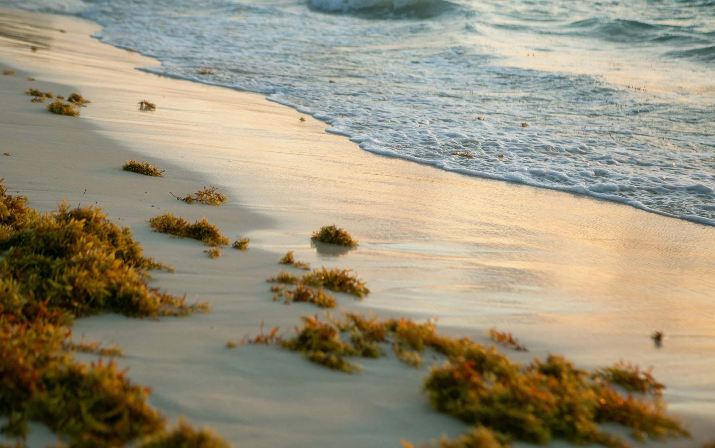 Key West Commission Special Meeting - Advance New Approach to Sargassum