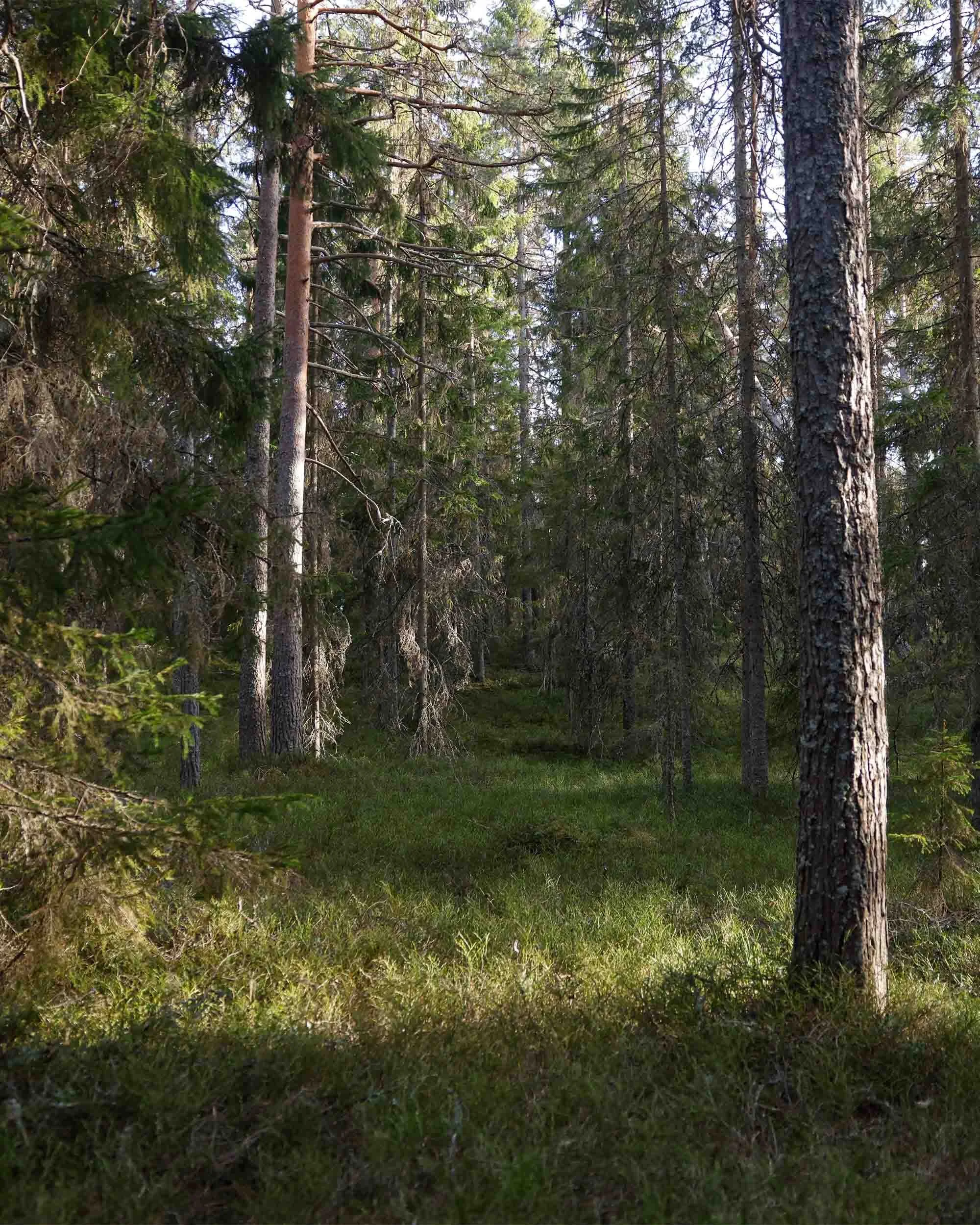  A fairly old forest with both spruce and pine trees, on slightly hilly ground where the sunlight could shine through. 