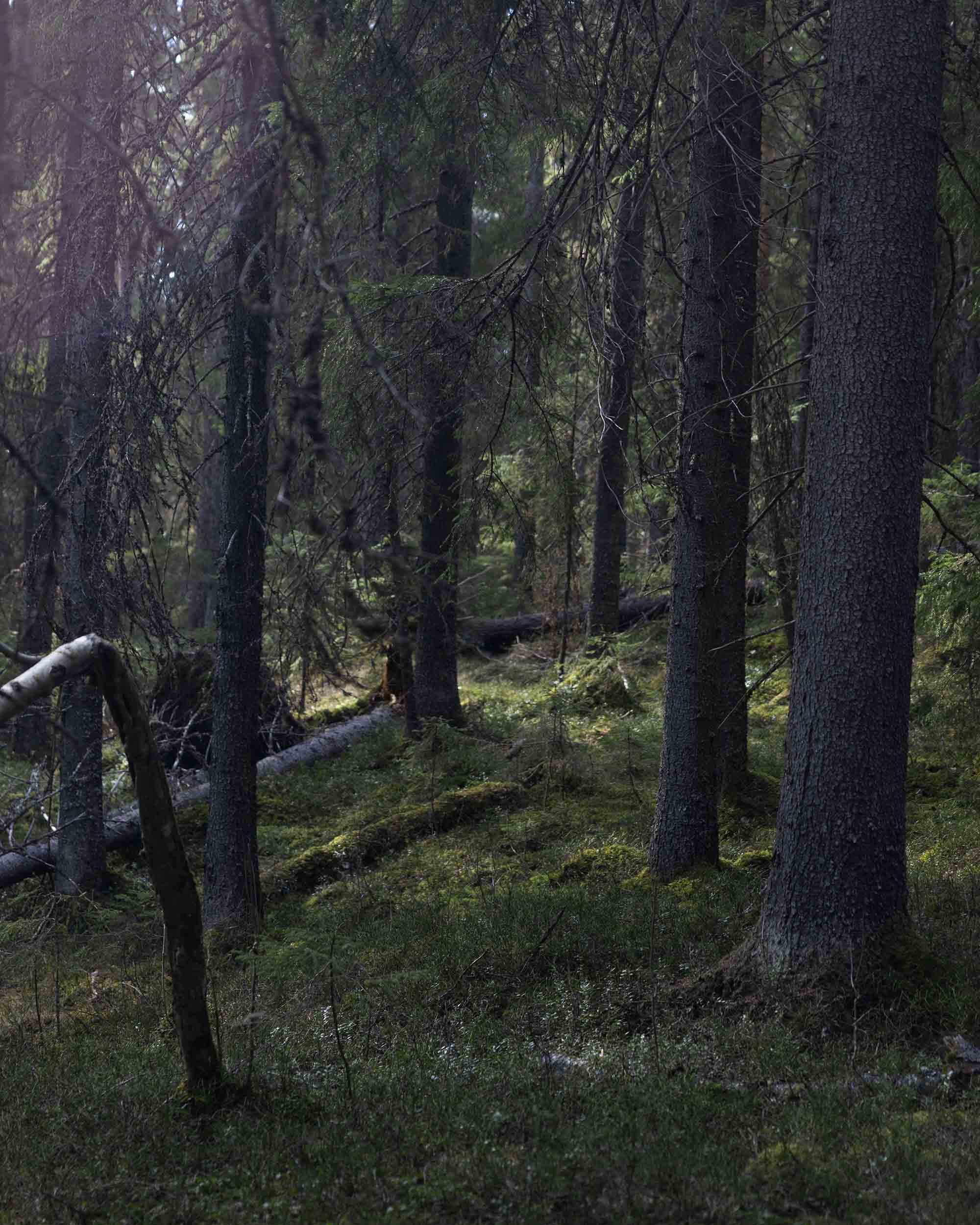  When the forest gets old, it grows thick. Less sunlight gets in, and the trees start to fall over. 