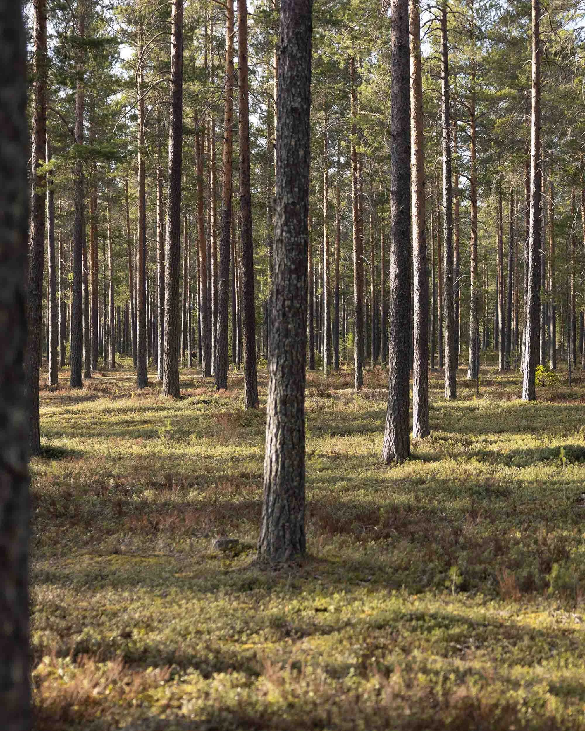  The planted pine forest looks graphic, but a bit fake. 