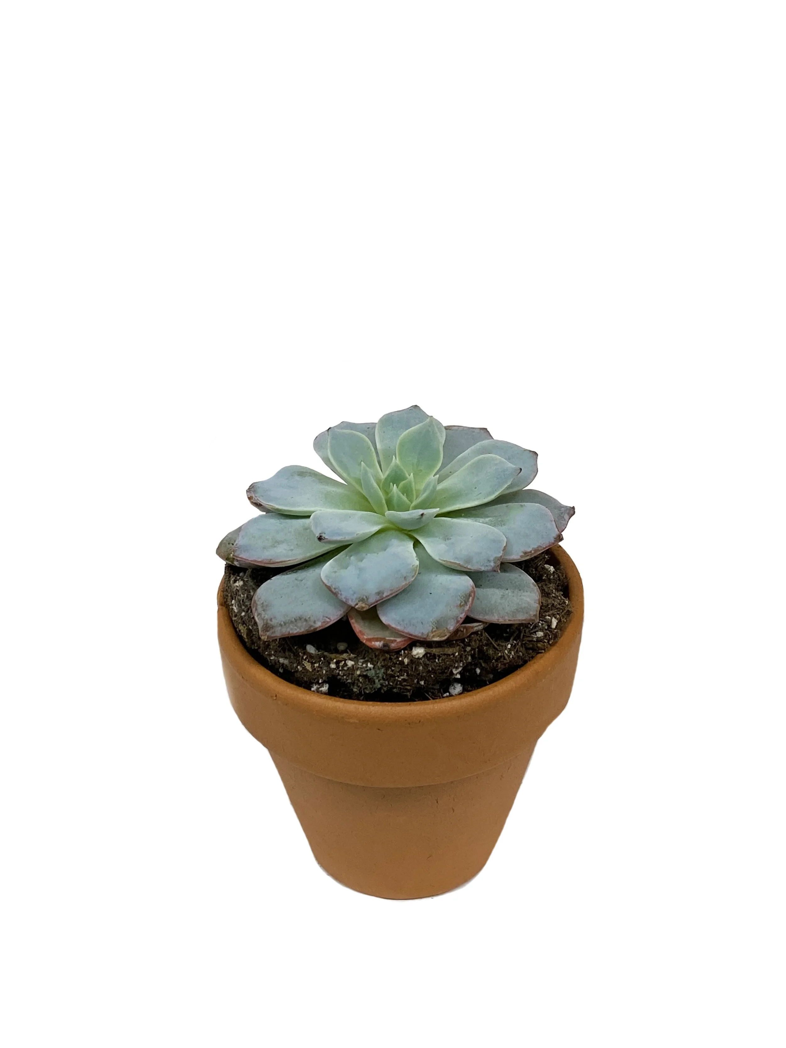 2" Succulent