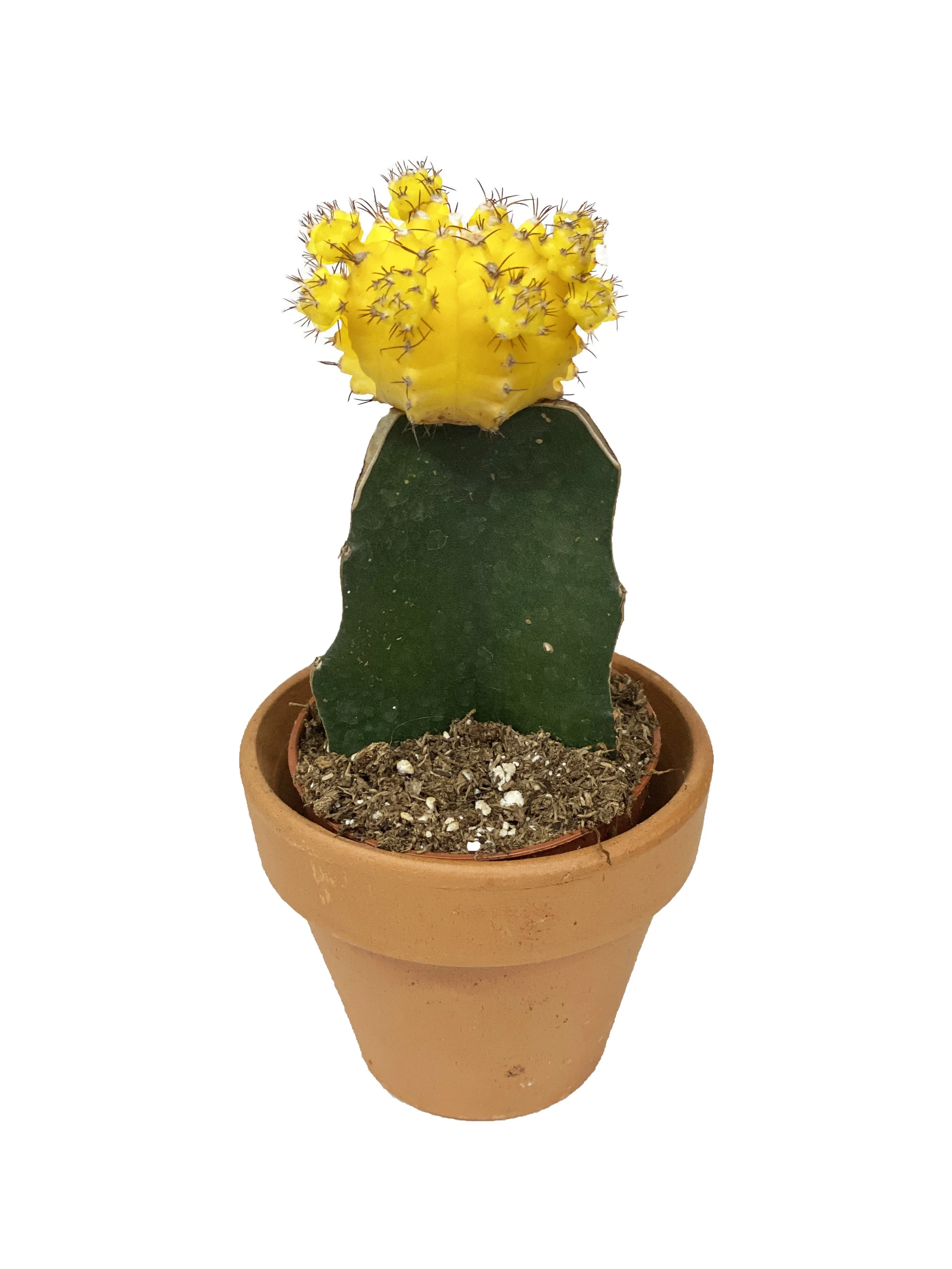 2" Yellow Moon Cacti