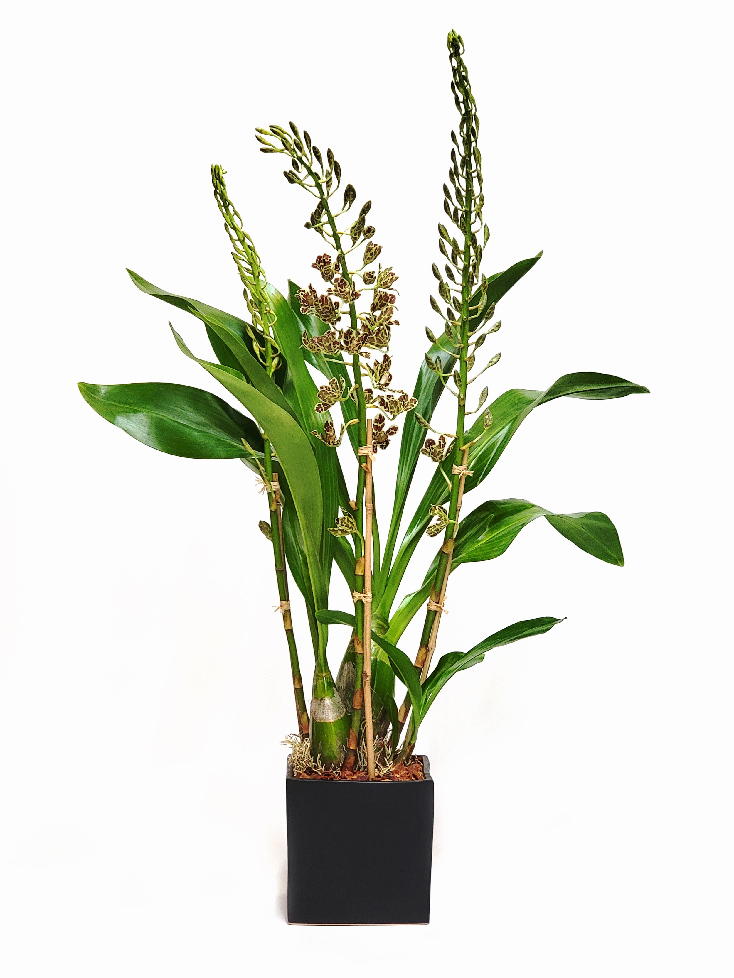Leopard Grammatophyllum (single stems)