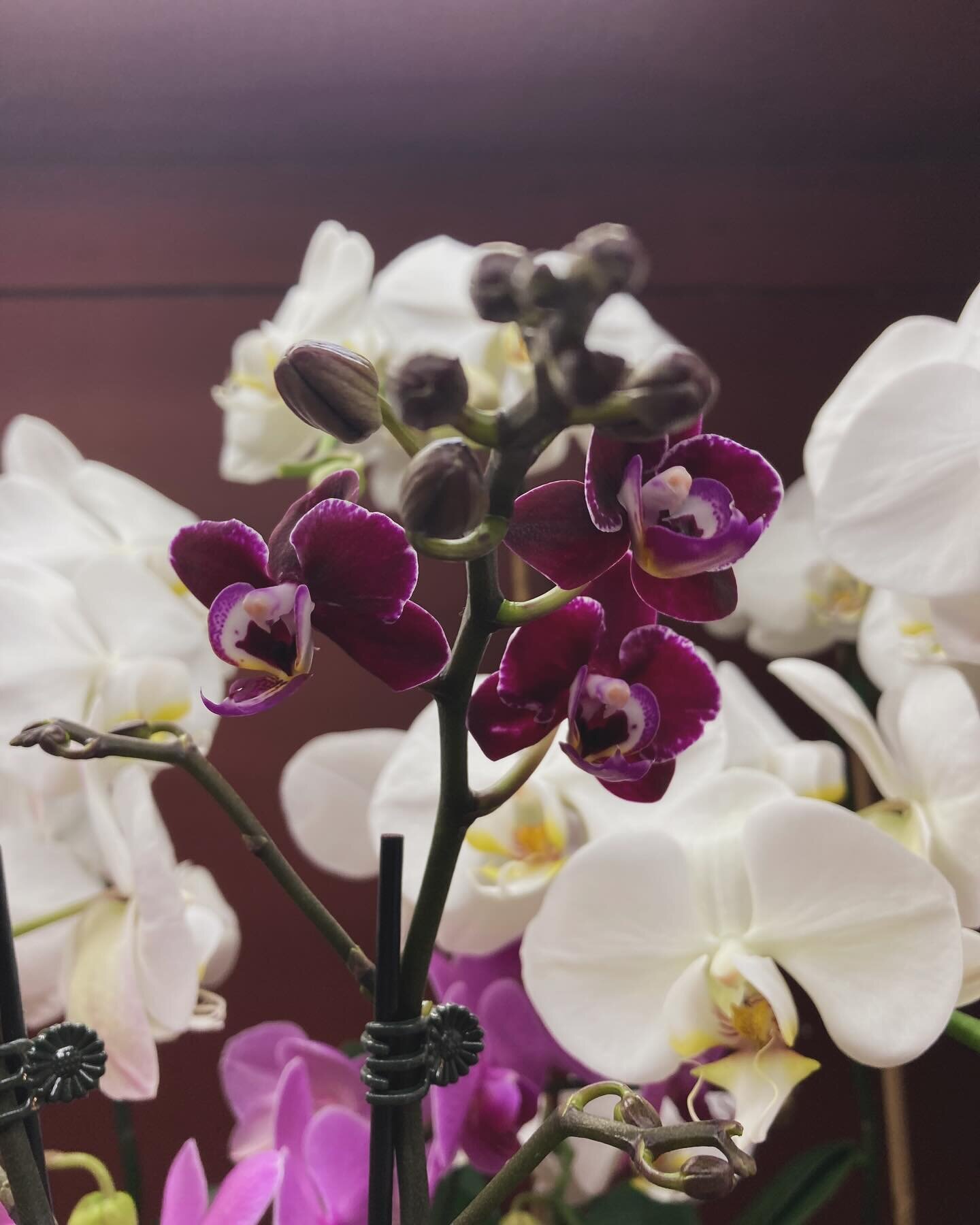 Falling love with this luxurious, dark hue mini orchid! Waiting for the moment when it&rsquo;s flowers burst forth 💋💜