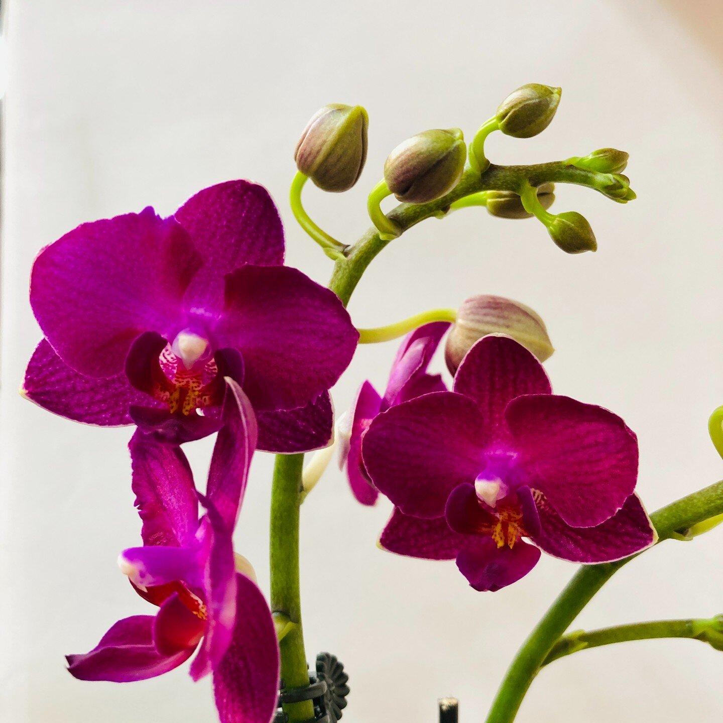 Find serenity in the graceful presence of orchids, just as Confucius once did in the tranquil embrace of his room. Let the delicate blooms inspire moments of reflection and beauty 🌱🐲🎋